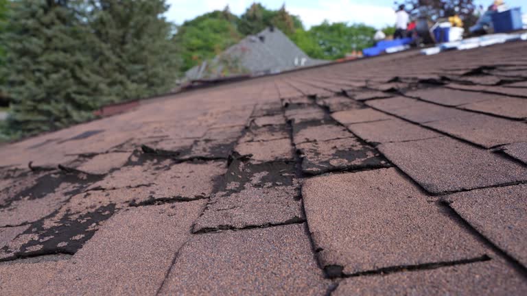 Best Roof Moss and Algae Removal  in Linden, AZ